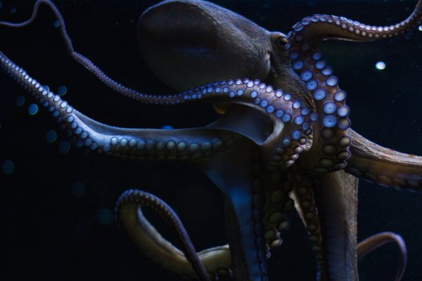 Можно ли зайти на кракен через обычный браузер